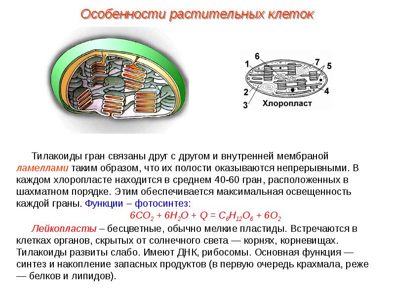 Растительные ткани пименов презентация