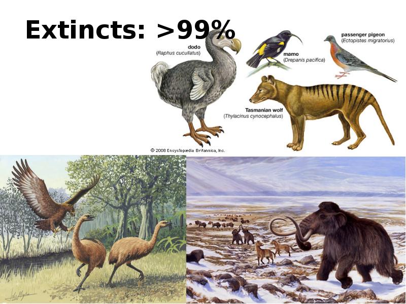 Extincts: >99%
Extincts: >99% Extincts: >99%
Extincts: >99%