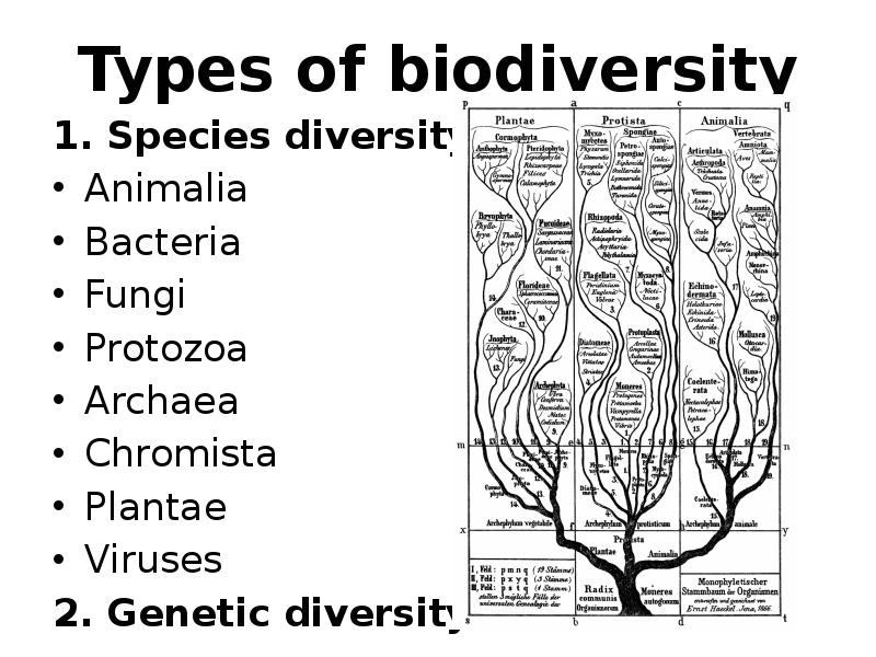 Types of biodiversity
Types of biodiversity
1. Species diversity
Animalia
Bacteria
Types of biodiversity
Types of biodiversity
1. Species diversity
Animalia
Bacteria