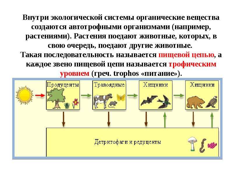 Экосистемный уровень 9 класс презентация - 81 фото