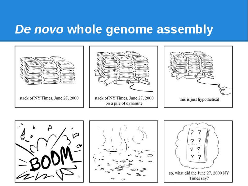 De novo whole genome assembly