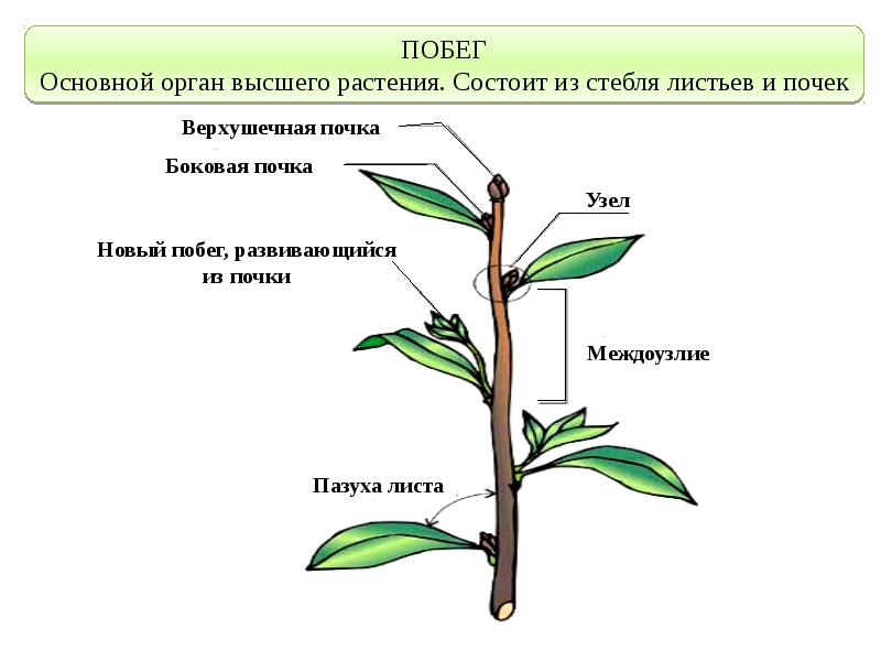 Боковой орган растений. Побег и почки, строение стебля и листа.. Побег это основной вегетативный орган растения. Побег стебель почки междуузелье. Вегетативные органы побег и корень.