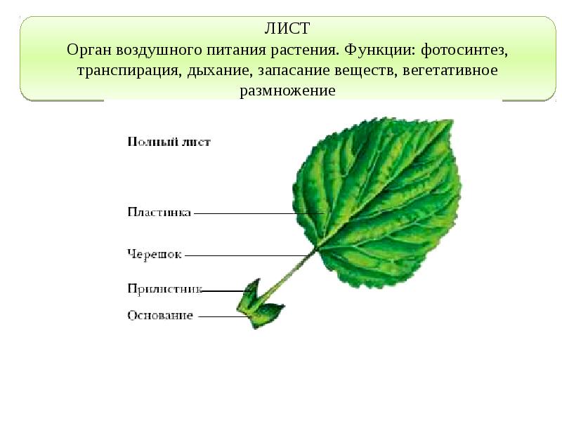 Любой лист имеет. Лист орган воздушного питания фотосинтез. Лист орган растения. Строение листа. Лист вегетативный орган.