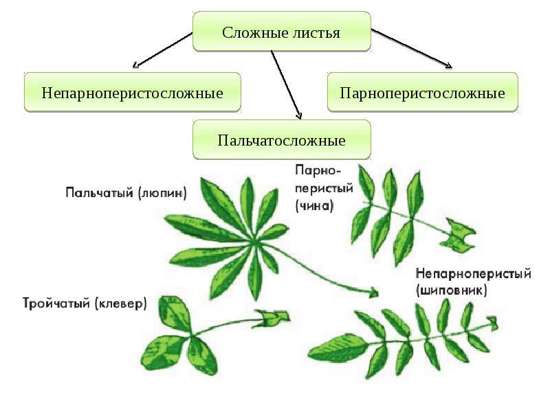 Вегетативные органы фото