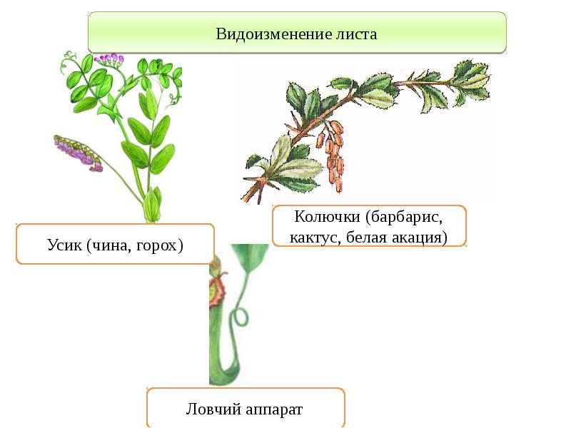 Назовите вегетативные органы. Органы растений. Вегетативные органы. Вегетативные и генеративные органы растений 6 класс. Вегетативные органы растений схема.