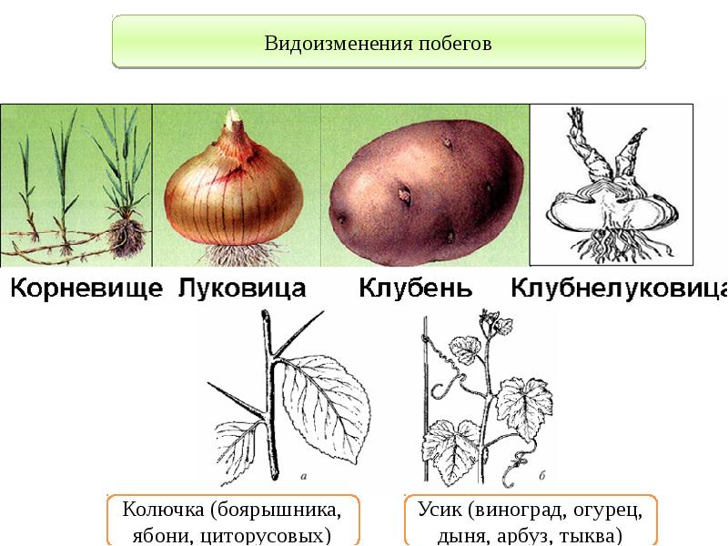 Рассмотрите рисунки растений боярышника и винограда найдите гомологичные органы