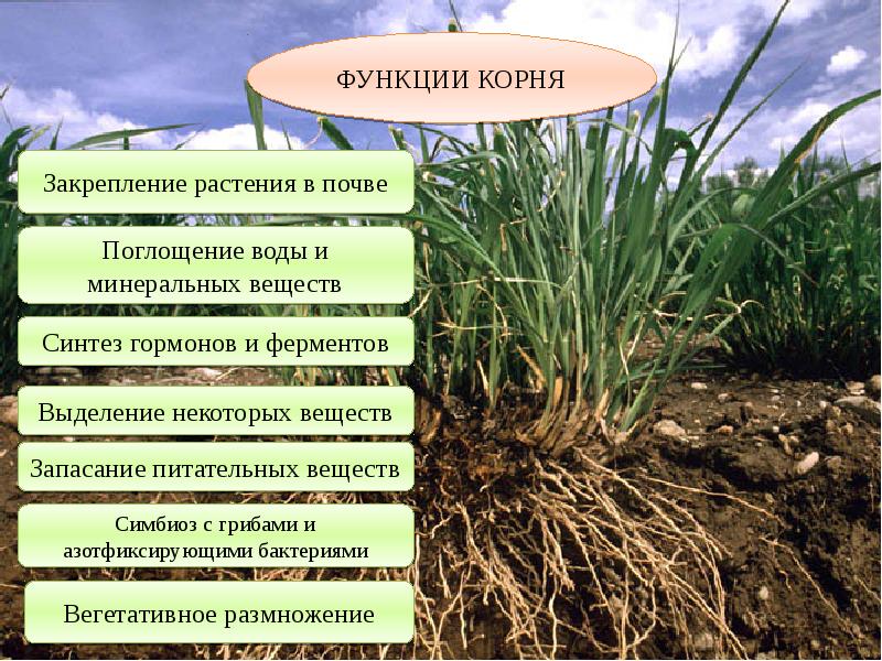 Какие функции выполняют корни растений 6 класс. Функции корня. Функции растений. Корни растений в почве.
