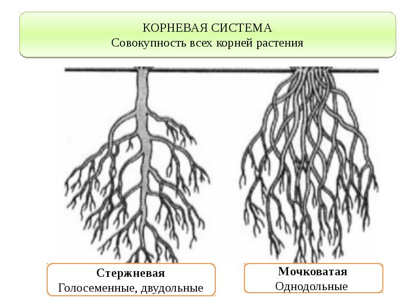 Корневая система цветковых растений. Двудольные растения стержневая корневая. Стержневая система корня у двудольных. Корневая система однодольных и двудольных. Мочковатая корневая система Однодольные или двудольные.