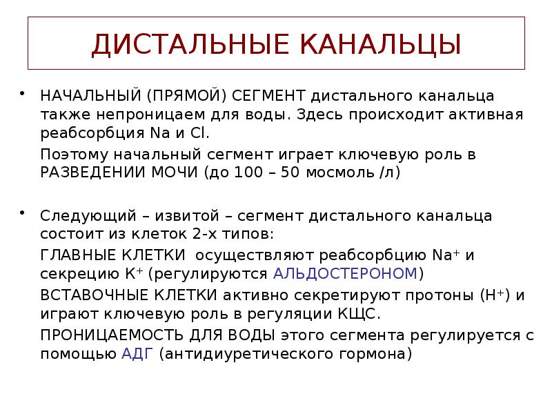 ДИСТАЛЬНЫЕ КАНАЛЬЦЫ
НАЧАЛЬНЫЙ (ПРЯМОЙ) СЕГМЕНТ дистального канальца также непроницаем для воды. ДИСТАЛЬНЫЕ КАНАЛЬЦЫ
НАЧАЛЬНЫЙ (ПРЯМОЙ) СЕГМЕНТ дистального канальца также непроницаем для воды.
