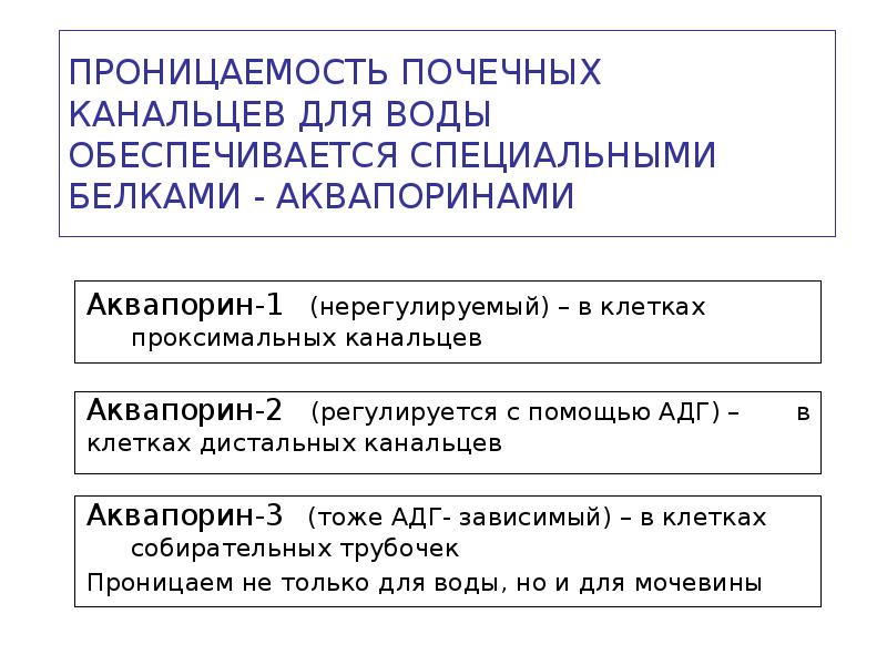 ПРОНИЦАЕМОСТЬ ПОЧЕЧНЫХ КАНАЛЬЦЕВ ДЛЯ ВОДЫ ОБЕСПЕЧИВАЕТСЯ СПЕЦИАЛЬНЫМИ БЕЛКАМИ - АКВАПОРИНАМИ
Аквапорин-1 ПРОНИЦАЕМОСТЬ ПОЧЕЧНЫХ КАНАЛЬЦЕВ ДЛЯ ВОДЫ ОБЕСПЕЧИВАЕТСЯ СПЕЦИАЛЬНЫМИ БЕЛКАМИ - АКВАПОРИНАМИ
Аквапорин-1