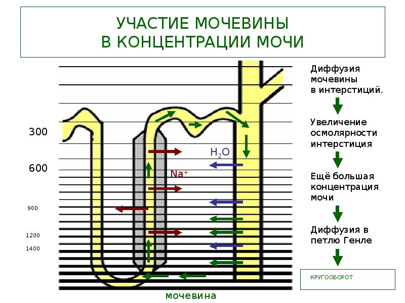 Схема противоточно множительной системы