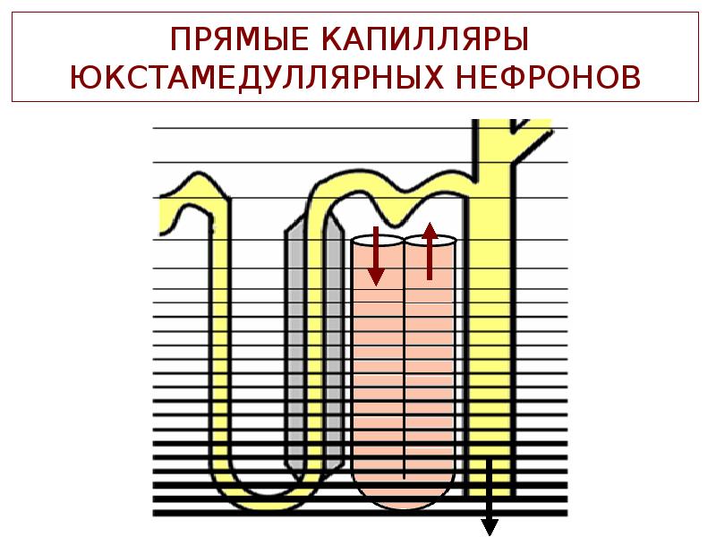 Схема противоточно множительной системы