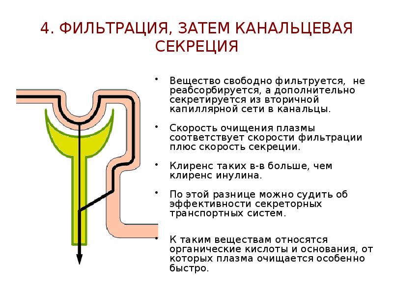 Схема поворотно противоточной множительной системы почек