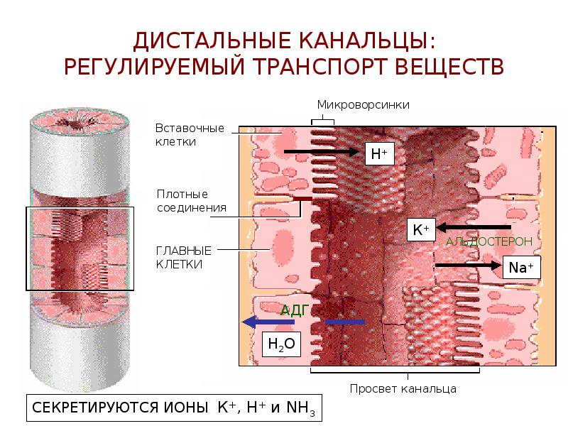 Схема поворотно противоточной множительной системы почек