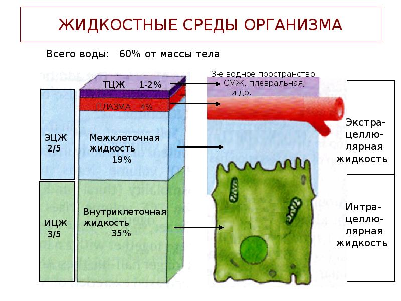 ЖИДКОСТНЫЕ СРЕДЫ ОРГАНИЗМА ЖИДКОСТНЫЕ СРЕДЫ ОРГАНИЗМА