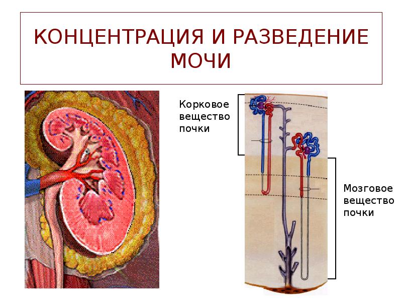 КОНЦЕНТРАЦИЯ И РАЗВЕДЕНИЕ МОЧИ КОНЦЕНТРАЦИЯ И РАЗВЕДЕНИЕ МОЧИ