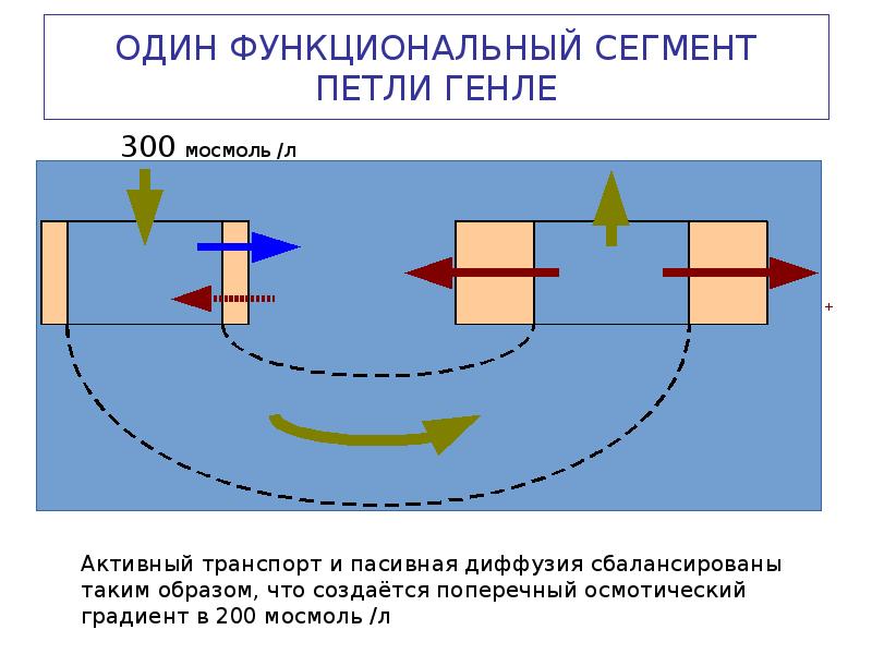 Схема поворотно противоточной множительной системы почек