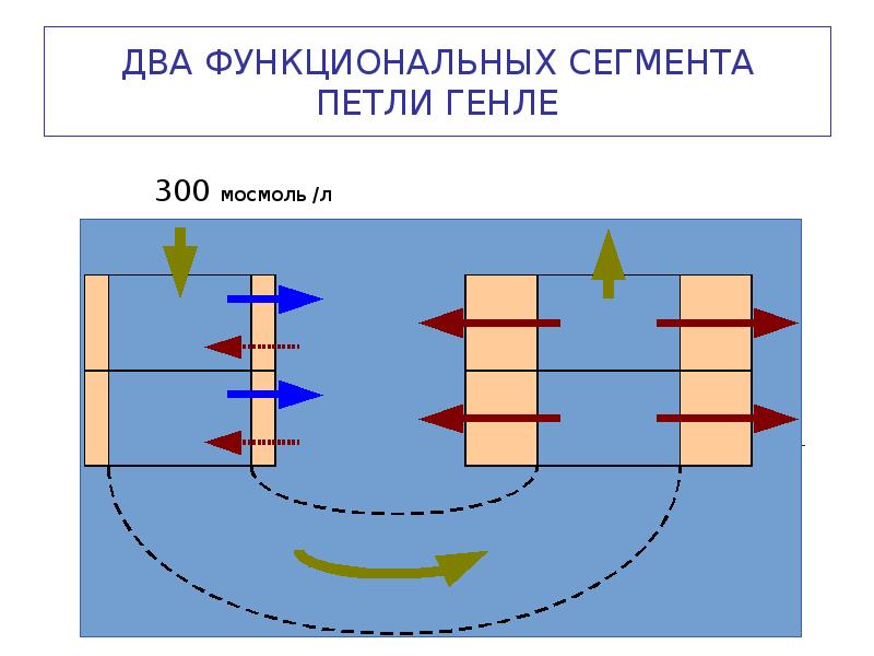 ДВА ФУНКЦИОНАЛЬНЫХ СЕГМЕНТА ПЕТЛИ ГЕНЛЕ ДВА ФУНКЦИОНАЛЬНЫХ СЕГМЕНТА ПЕТЛИ ГЕНЛЕ