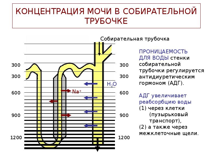 Схема поворотно противоточной множительной системы почек