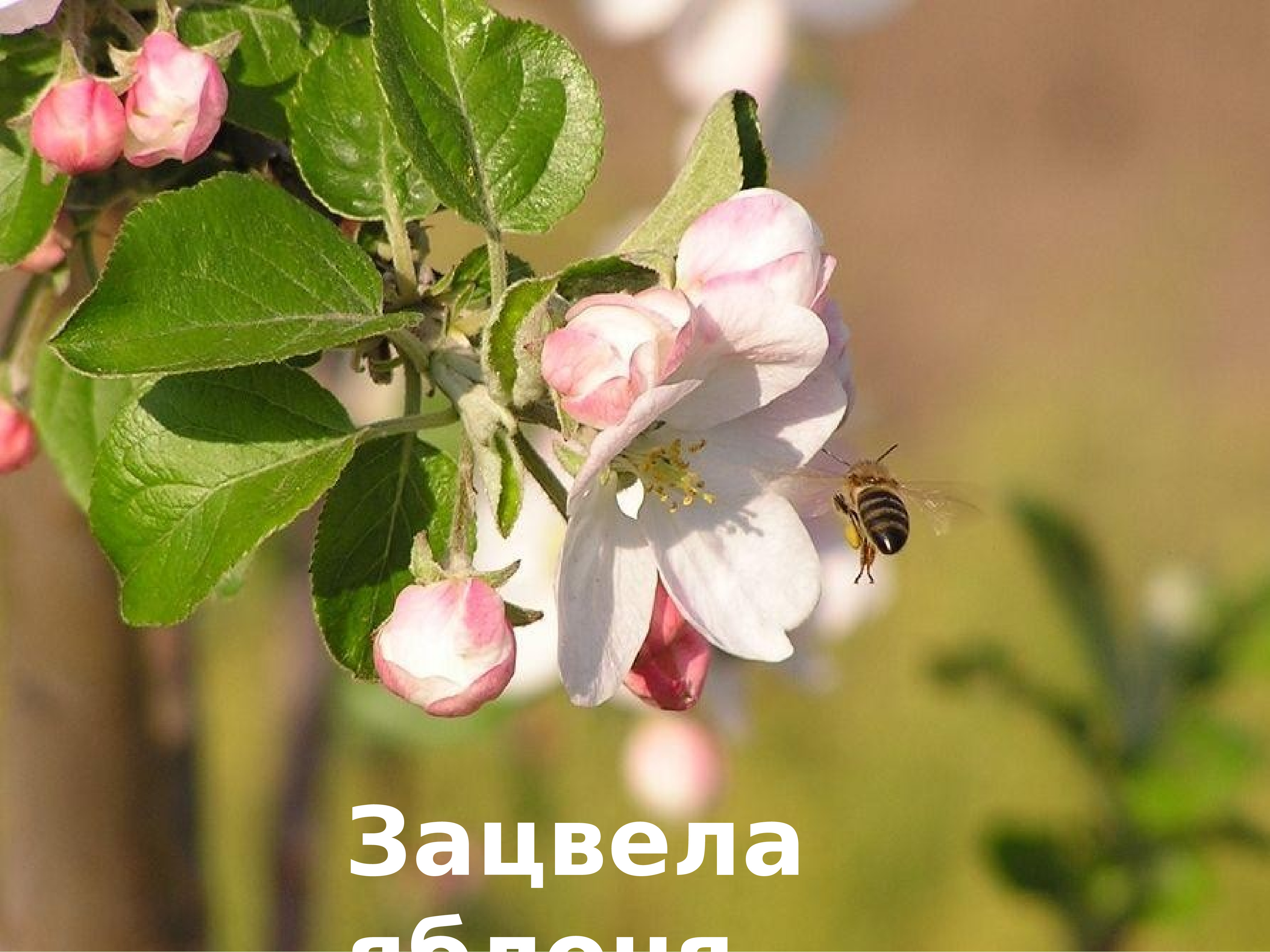 Нужен ли яблоне опылитель. Опыляющие сорта яблонь. Пчела опыляет яблоню. Яблоня сорт Баганенок.. Пчела на цветущей яблоне.