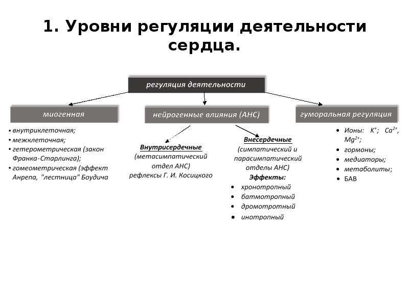 Регуляция сердечной деятельности презентация