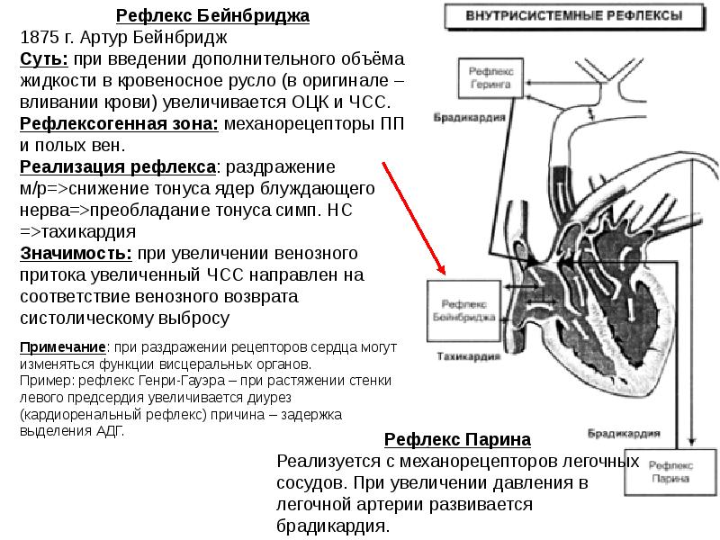 Регуляция сердечно сосудистой системы презентация