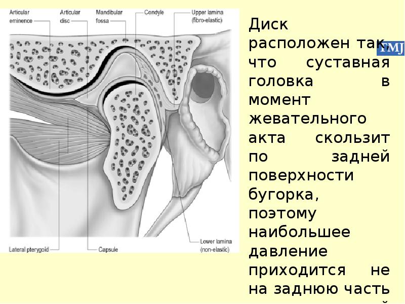 Анатомия внчс презентация