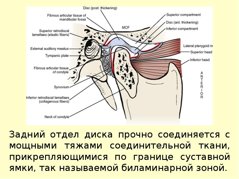 Строение височно нижнечелюстного сустава. Биламинарная зона височно-нижнечелюстного сустава. Внутрикапсульные связки височно-нижнечелюстного сустава. Сустав ВНЧС биламинарная зона. Внекапсульные связки височно нижнечелюстного сустава.