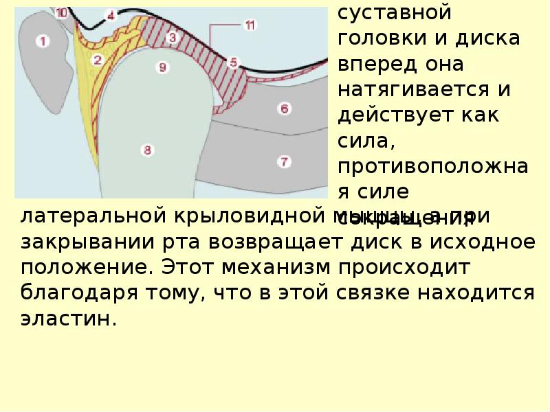 Особенности строения височно нижнечелюстного сустава презентация