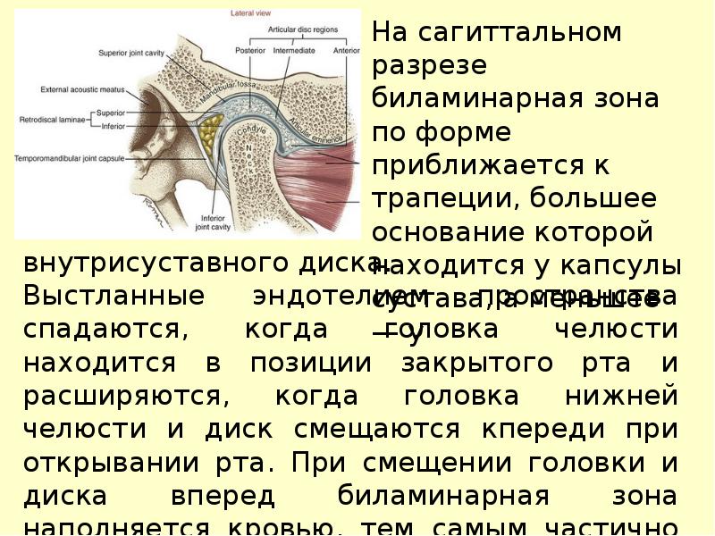 Строение височно нижнечелюстного сустава