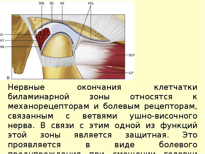 Особенности строения височно нижнечелюстного сустава презентация