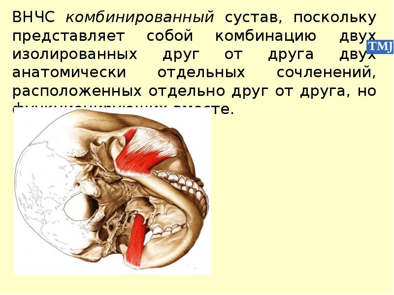 Височно нижнечелюстной сустав какой