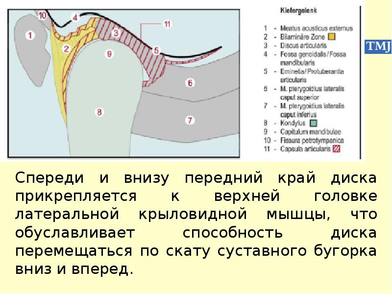 Особенности строения височно нижнечелюстного сустава презентация