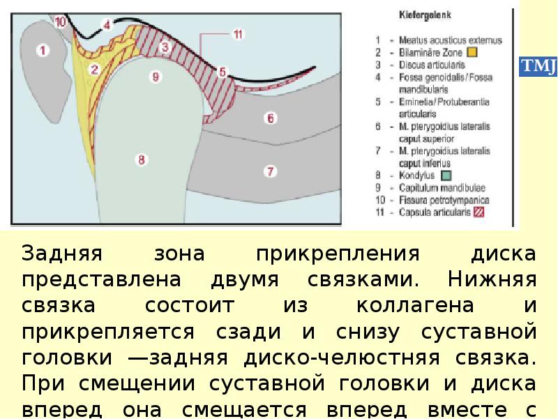 Особенности строения височно нижнечелюстного сустава презентация