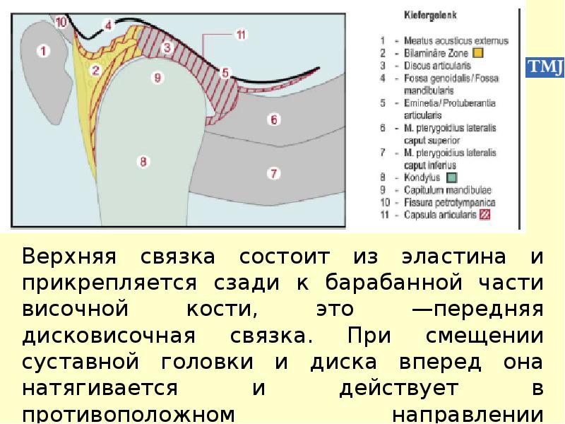 Особенности строения височно нижнечелюстного сустава презентация