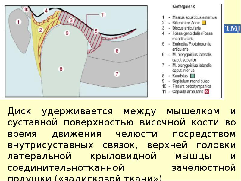 Особенности строения височно нижнечелюстного сустава презентация