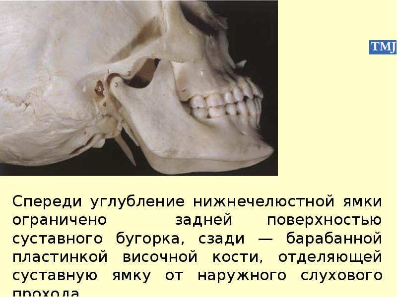 Особенности строения височно нижнечелюстного сустава презентация