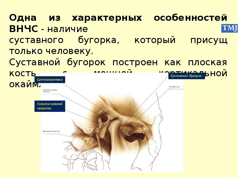 Особенности строения височно нижнечелюстного сустава презентация