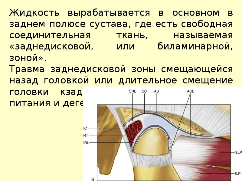 Особенности строения височно нижнечелюстного сустава презентация