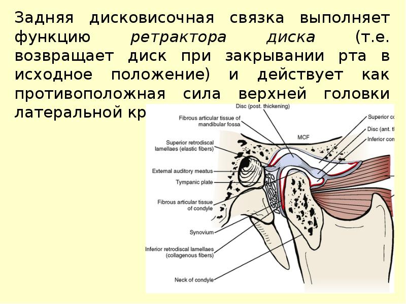 Нижнечелюстной сустав анатомия