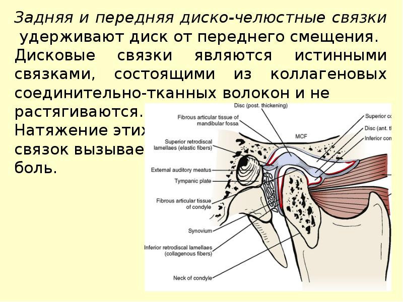 Височно нижнечелюстной сустав анатомия