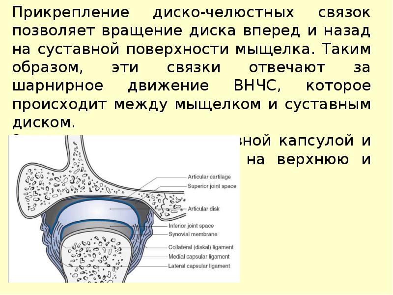 Особенности строения височно нижнечелюстного сустава презентация