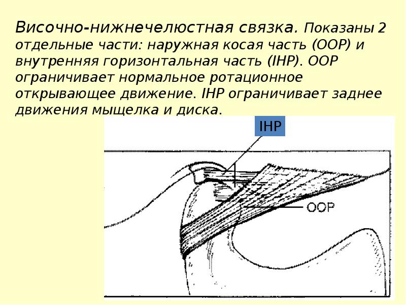 Особенности строения височно нижнечелюстного сустава презентация