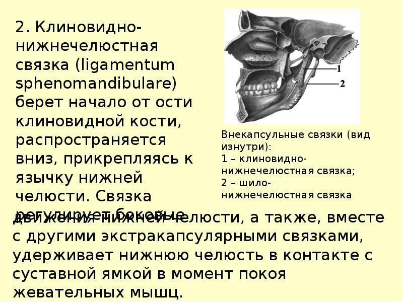 Особенности строения височно нижнечелюстного сустава презентация