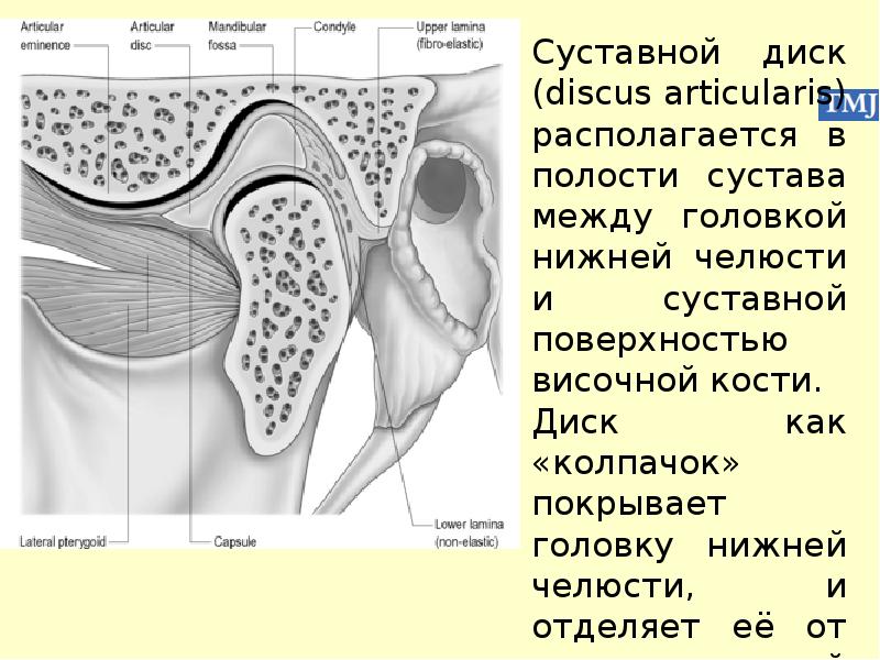 Особенности строения височно нижнечелюстного сустава презентация