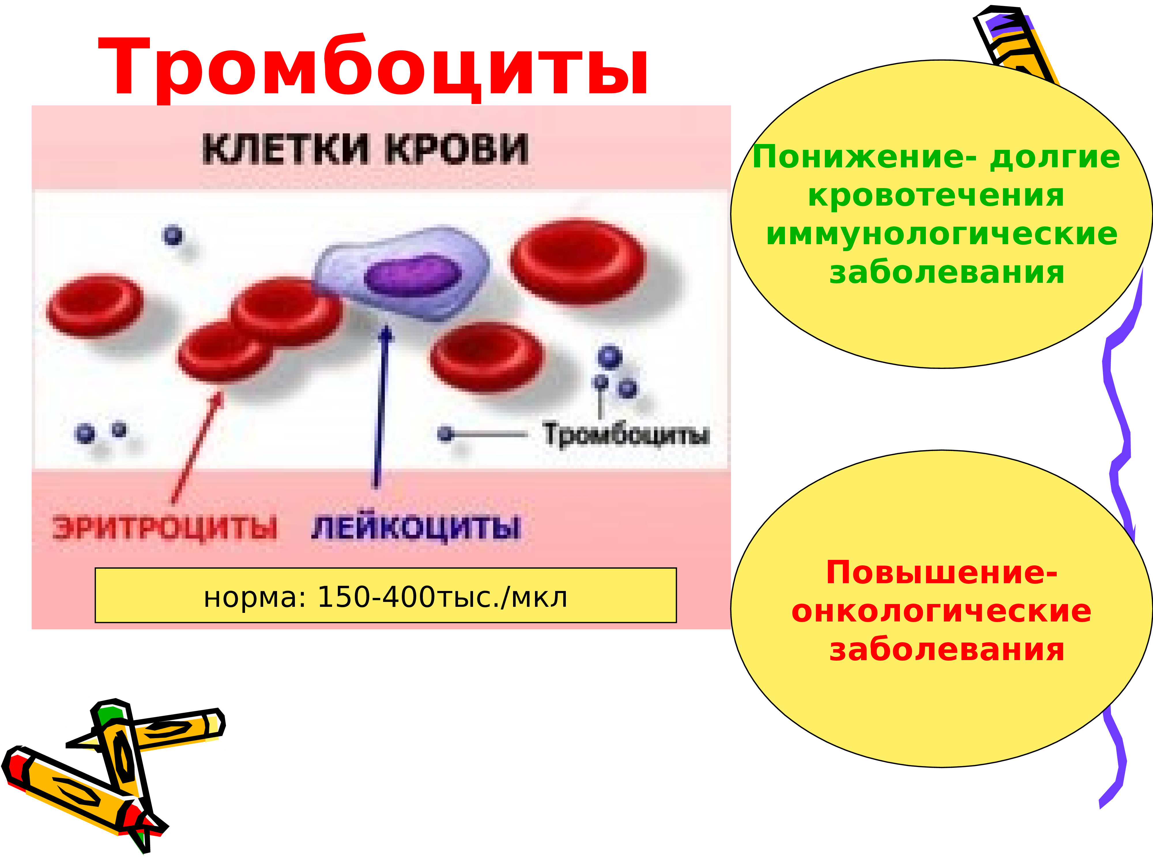 Форменные элементы крови картинка