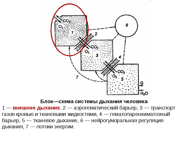 Биофизика дыхания презентация