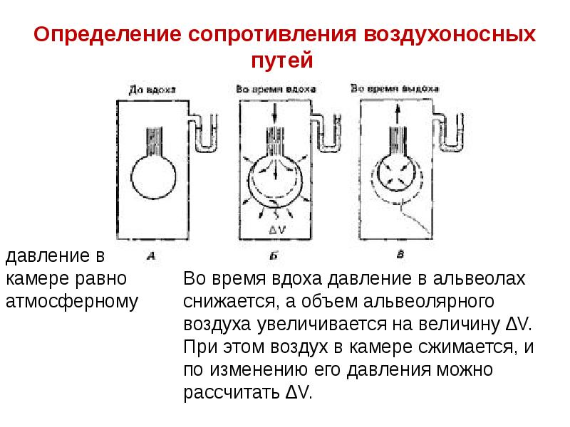 Биофизика дыхания презентация