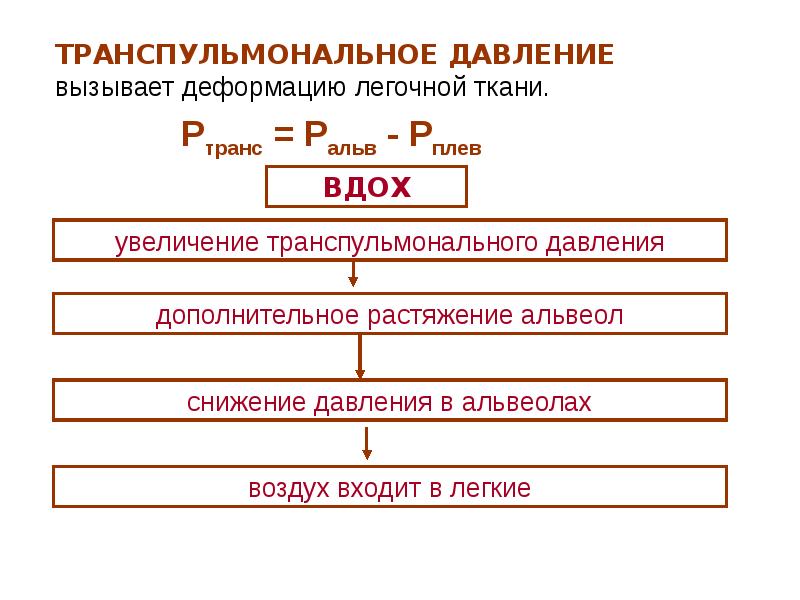 Биофизика дыхания презентация