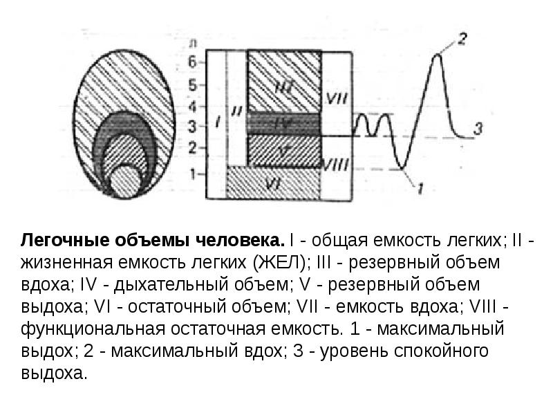 Схема легочных объемов